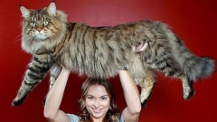 Ο μεγαλύτερος γάτος στον κόσμο! - Φωτογραφία 1
