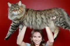 Ο μεγαλύτερος γάτος στον κόσμο!