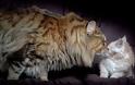 Ο μεγαλύτερος γάτος στον κόσμο! - Φωτογραφία 3