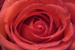 Αν ήσουν λουλούδι, τι λουλούδι θα ήσουν;