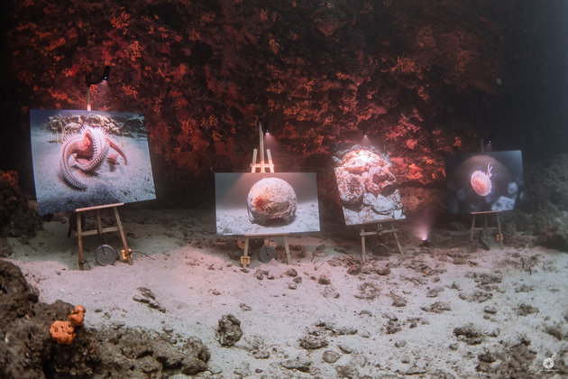 The Underwater Gallery: Ο Ελληνικός βυθός αποκαλύπτεται με μια ανάσα - Φωτογραφία 1