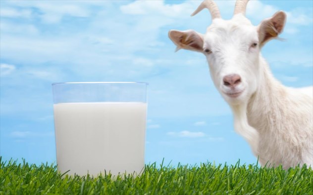 Κατσικίσιο γάλα: Η Ελλάδα είναι πρώτη στην Ευρώπη σε πληθυσμό γιδιών - Φωτογραφία 1
