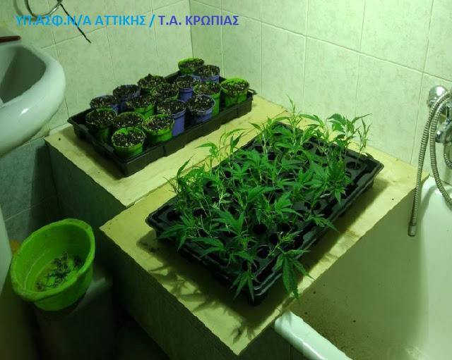 Καλλιεργούσαν κάνναβη μέσα σε σπίτι στο Μαρκόπουλο (ΕΙΚΟΝΕΣ) - Φωτογραφία 4