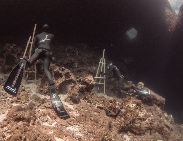 The Underwater Gallery: Ο Ελληνικός βυθός αποκαλύπτεται με μια ανάσα - Φωτογραφία 5