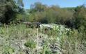 Καβάλα: Φυτεία με 115 δενδρύλλια - Τέσσερις συλλήψεις - Φωτογραφία 2