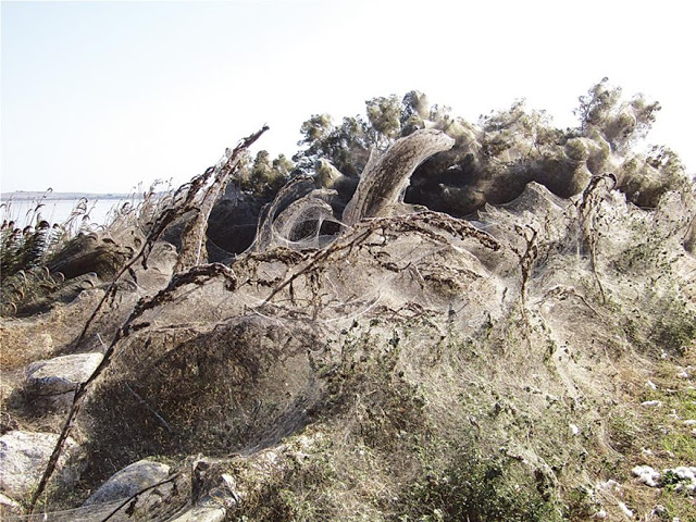 Απίστευτες εικόνες: Τεράστιο «πέπλο» από ιστούς αράχνης μετά το Αιτωλικό εμφανίστηκε στη Βιστωνίδα! (ΦΩΤΟ) - Φωτογραφία 2