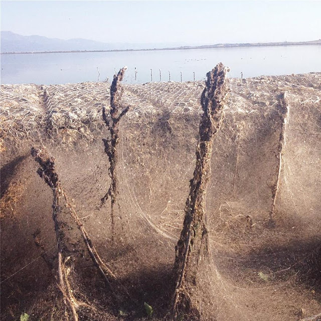 Απίστευτες εικόνες: Τεράστιο «πέπλο» από ιστούς αράχνης μετά το Αιτωλικό εμφανίστηκε στη Βιστωνίδα! (ΦΩΤΟ) - Φωτογραφία 5