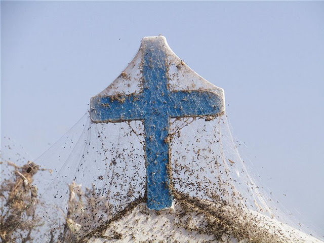 Απίστευτες εικόνες: Τεράστιο «πέπλο» από ιστούς αράχνης μετά το Αιτωλικό εμφανίστηκε στη Βιστωνίδα! (ΦΩΤΟ) - Φωτογραφία 7
