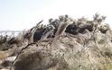 Απίστευτες εικόνες: Τεράστιο «πέπλο» από ιστούς αράχνης μετά το Αιτωλικό εμφανίστηκε στη Βιστωνίδα! (ΦΩΤΟ) - Φωτογραφία 2
