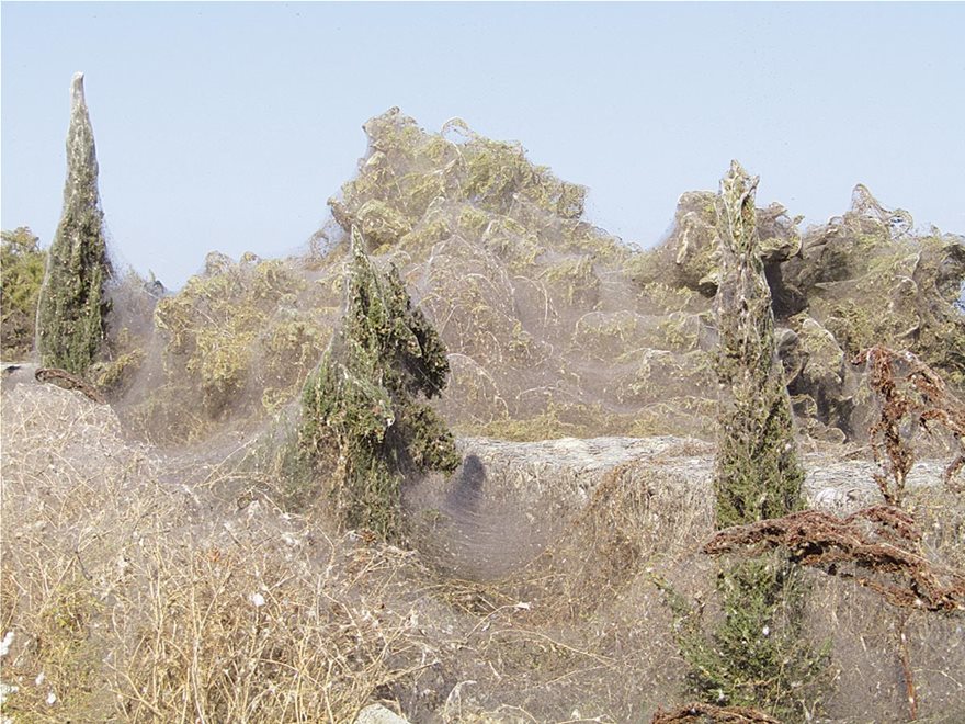 Τεράστιο «πέπλο» από ιστούς αράχνης «κατάπιε» 1000 μέτρα βλάστησης στη Βιστωνίδα - Φωτογραφία 1