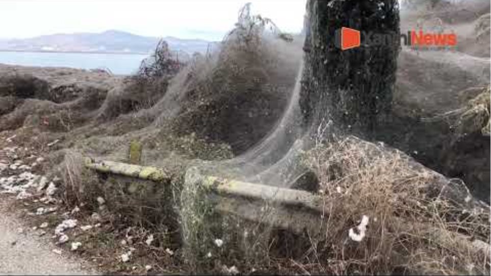 Τεράστιο «πέπλο» από ιστούς αράχνης «κατάπιε» 1000 μέτρα βλάστησης στη Βιστωνίδα - Φωτογραφία 4