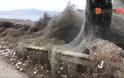 Τεράστιο «πέπλο» από ιστούς αράχνης «κατάπιε» 1000 μέτρα βλάστησης στη Βιστωνίδα - Φωτογραφία 4