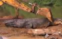 Αιχμαλώτισαν κροκόδειλο-«γίγαντα» στη Σρι Λάνκα - Φωτογραφία 1