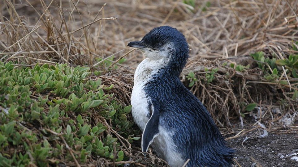 Νεκροί βρέθηκαν 60 μικροί μπλε πιγκουίνοι στην Τασμανία - Φωτογραφία 1