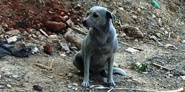 Έβαψαν με μπλε μπογιά σκυλίτσα στην Κρήτη - Φωτογραφία 1