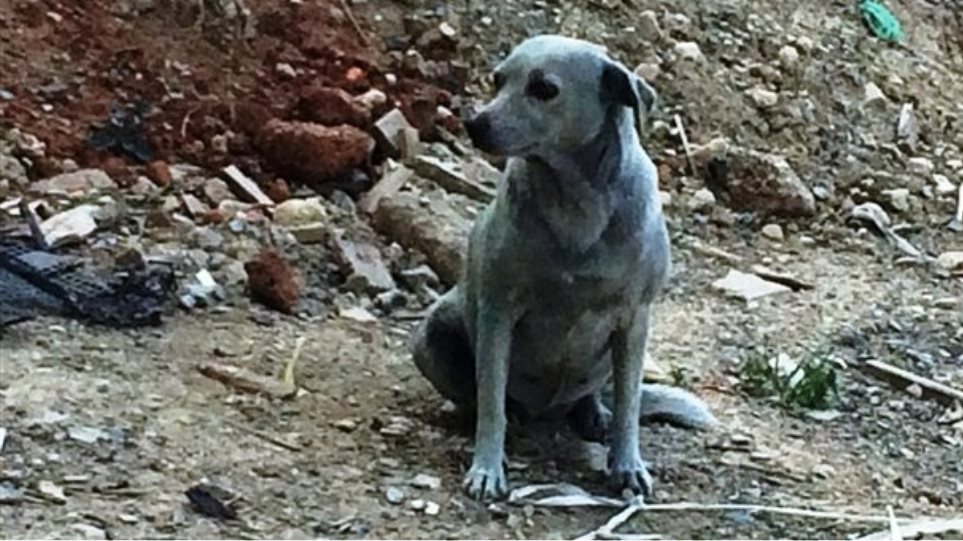 Ασυνείδητοι έβαψαν με μπλε μπογιά σκυλίτσα στην Κρήτη! - Φωτογραφία 1
