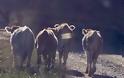 Επιδρομές βοοειδών σε καλλιέργειες στην ΠΑΛΑΙΟΜΑΝΙΝΑ