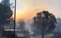 Ανεξέλεγκτη μαίνεται η φωτιά στη Σιθωνία Χαλκιδικής - Εκκενώνεται ο Κάμπος - Φωτογραφία 5