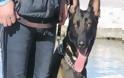 Ξετρύπωσε και άλλα ναρκωτικά ο Ρίκι - Σημαντική συνδρομή του αστυνομικού σκύλου στις έρευνες - Συνελήφθη 33χρονος