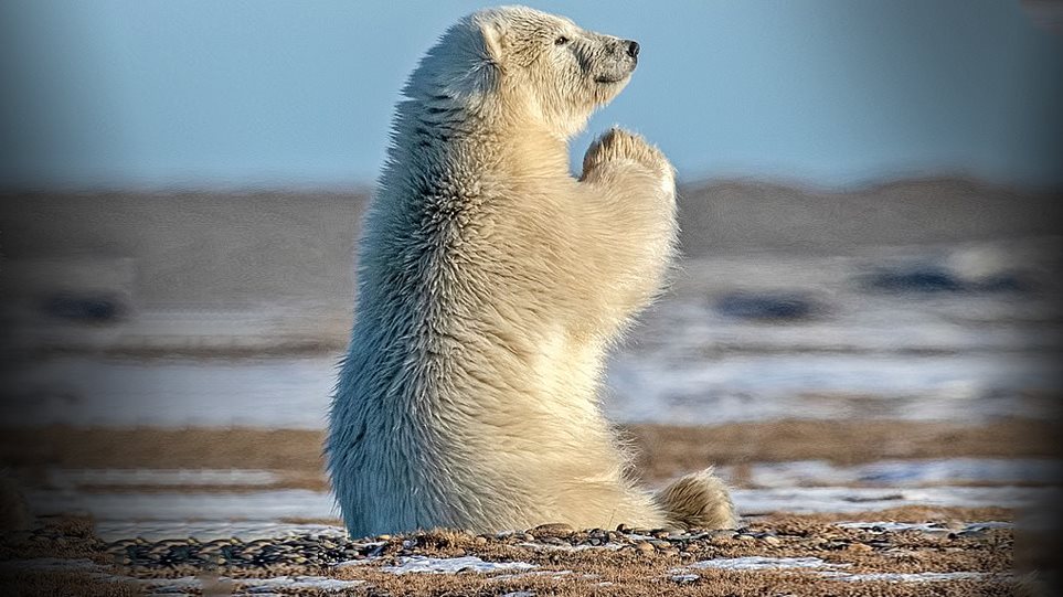 Πολική αρκούδα που... προσεύχεται! - Φωτογραφία 1