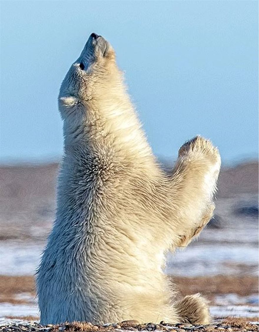 Πολική αρκούδα που... προσεύχεται! - Φωτογραφία 2