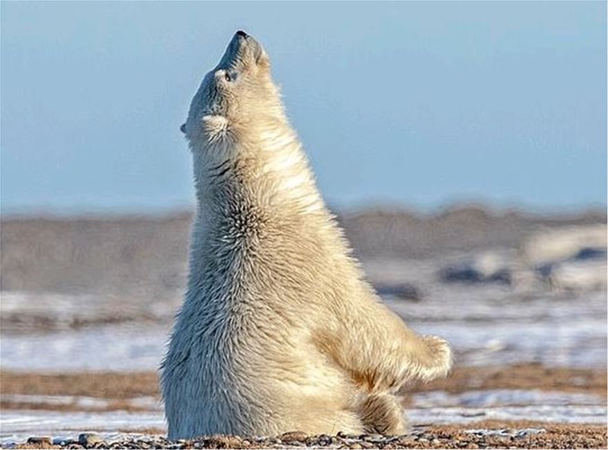 Πολική αρκούδα που... προσεύχεται! - Φωτογραφία 3