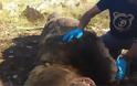 Νεκρή αρκούδα 390 κιλών σε τροχαίο στην Καστοριά