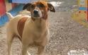 Η ιταλική μαφία επικήρυξε με €5.000 αστυνομικό σκυλί γιατί ανακάλυψε πάνω από 2 τόνους ναρκωτικών