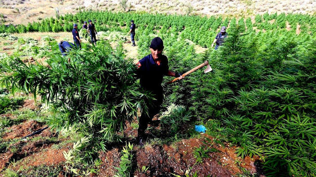 H «ναρκοοικονομία» της Αλβανίας: Ναρκωτικά και πολιτική διαφθορά - Φωτογραφία 1