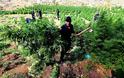 H «ναρκοοικονομία» της Αλβανίας: Ναρκωτικά και πολιτική διαφθορά