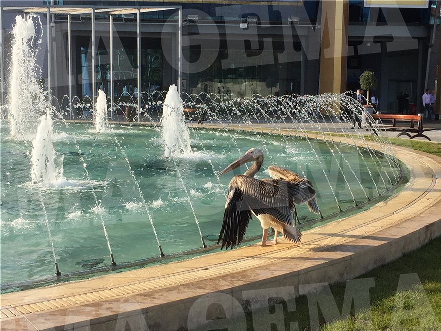 Πελεκάνος στο εμπορικό κέντρο Golden Hall - Φωτογραφία 5