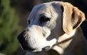 Έρευνα: Τα σκυλιά μπορούν να μυρίσουν την ελονοσία