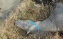 Άγνωστοι πυροβόλησαν και σκότωσαν πέντε άγρια άλογα στο Δέλτα του Έβρου