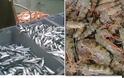 Γαρίδα, σαρδέλα και κουτσομούρα του Αμβρακικού προωθούνται για να χαρακτηριστούν ως προϊόντα Π. Ο. Π. | Υψηλής διατροφικής αξίας τα αλιεύματα του Αμβρακικού - Φωτογραφία 1