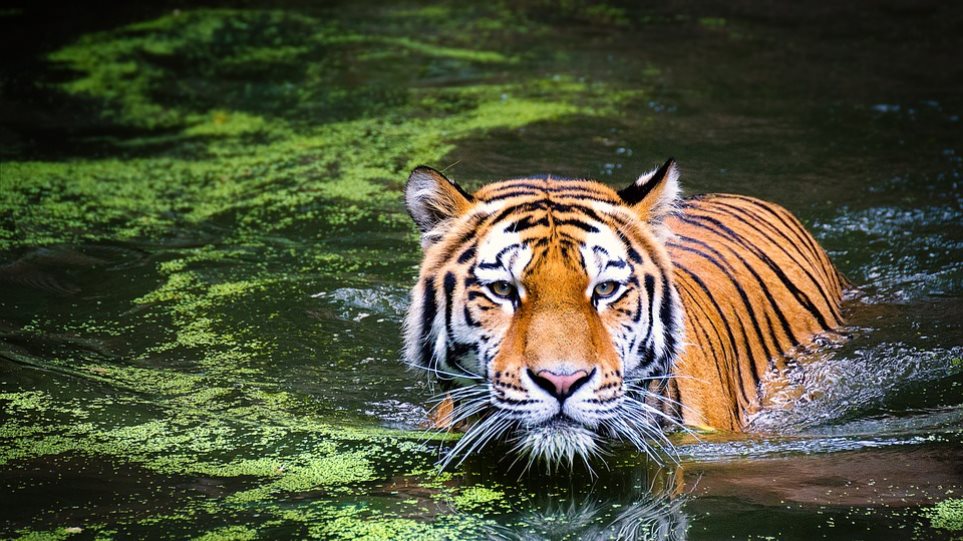 WWF: Ο πλανήτης μας έχασε το 60% του πληθυσμού των άγριων ζώων σε διάστημα 40 ετών! - Φωτογραφία 1