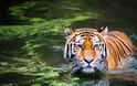 WWF: Ο πλανήτης μας έχασε το 60% του πληθυσμού των άγριων ζώων σε διάστημα 40 ετών!