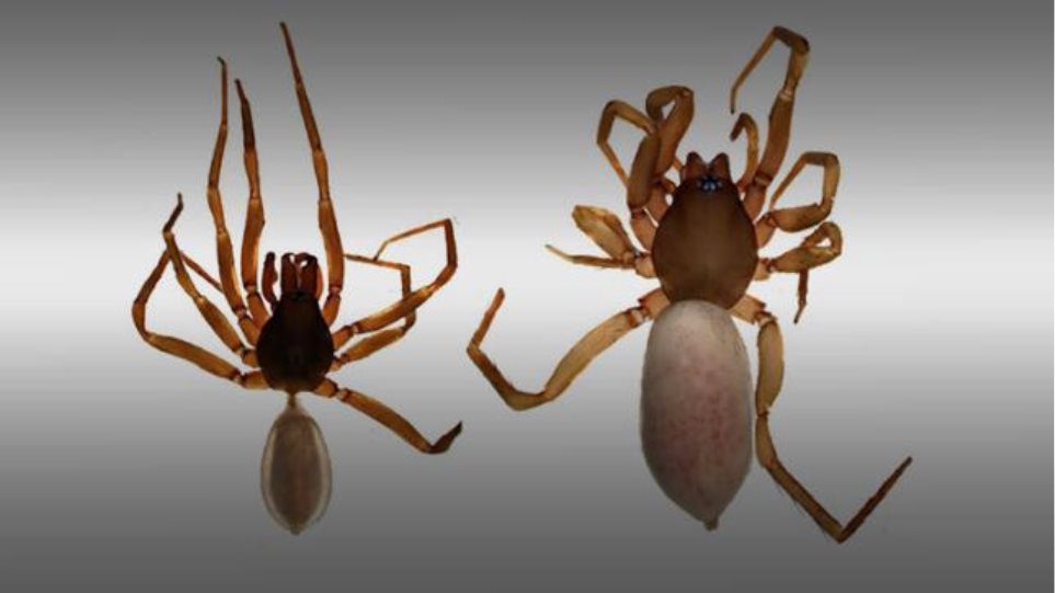 Τούρκοι ανακάλυψαν νέο είδος αράχνης στα Κατεχόμενα - Φωτογραφία 1