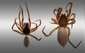 Τούρκοι ανακάλυψαν νέο είδος αράχνης στα Κατεχόμενα