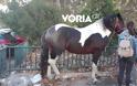 Άλογο έκοβε.... βόλτες στο κέντρο της Θεσσαλονίκης