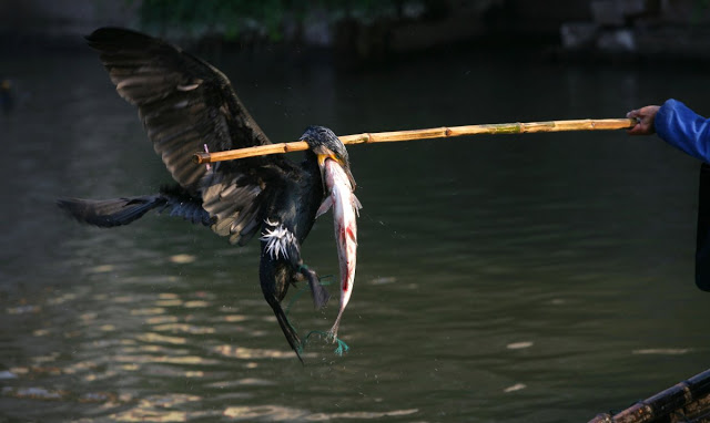 Ψάρεμα με πουλιά; Η παράξενη ιαπωνική μέθοδος ψαρέματος που χρησιμοποιείται εδώ και 1.300 χρόνια! - Φωτογραφία 1