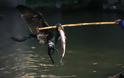 Ψάρεμα με πουλιά; Η παράξενη ιαπωνική μέθοδος ψαρέματος που χρησιμοποιείται εδώ και 1.300 χρόνια!