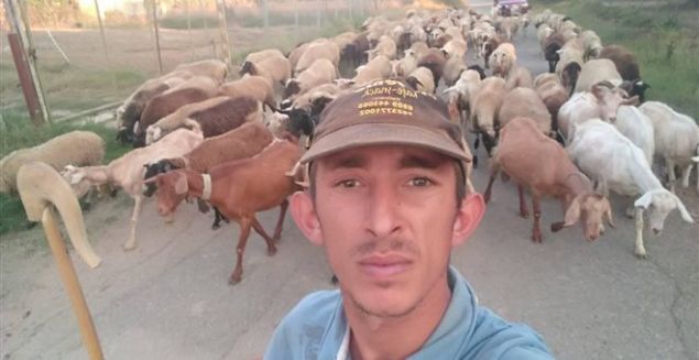 Viral ο βοσκός από το Βαρθολομιό που τρελαίνει το Facebook με τα πρόβατά του - Φωτογραφία 2