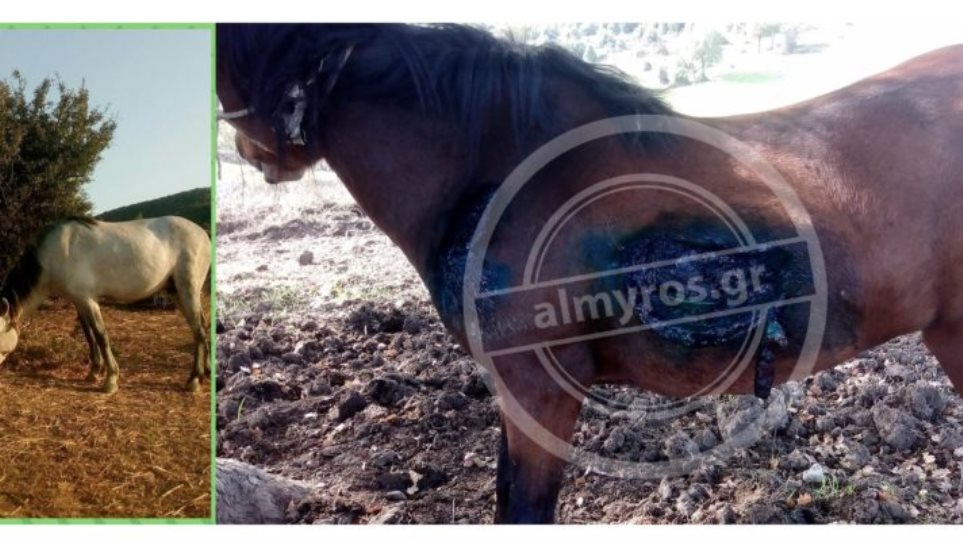 Κλεμμένο άλογο επέστρεψε στους ιδιοκτήτες του με ίχνη βασανισμού - Φωτογραφία 1