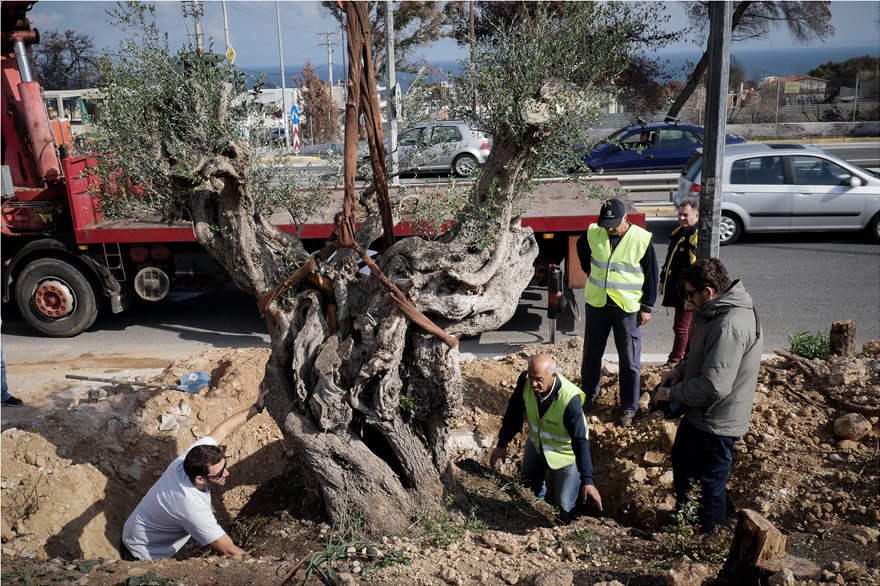 Μεταφύτευση ελαιοδέντρων στις πυρόπληκτες περιοχές της Αττικής - Φωτογραφία 2