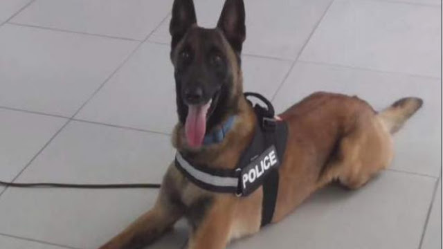 Αχαΐα: O σκύλος της ΕΛ.ΑΣ ανακάλυψε 362γρ. κάνναβης και συνέλαβε τρεις - Φωτογραφία 1