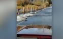 Απίστευτο βίντεο: Κοπάδι σολομών διασχίζει... δρόμο στην Ουάσινγκτον - Φωτογραφία 1