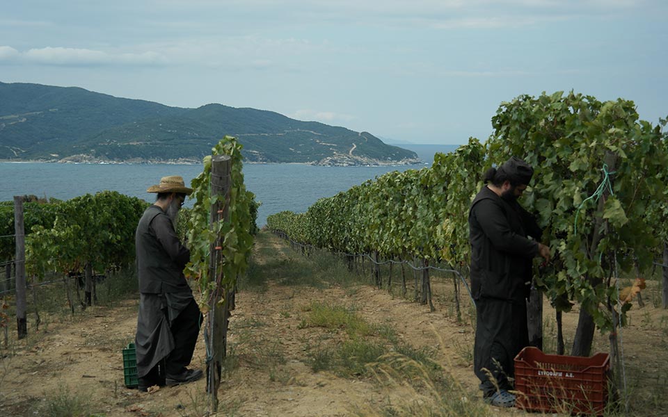 Υπηρετώντας την αγιορείτικη άμπελο - Φωτογραφία 2