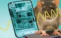 Money Well-spent To Find Rats Should Not Use Cell Phones