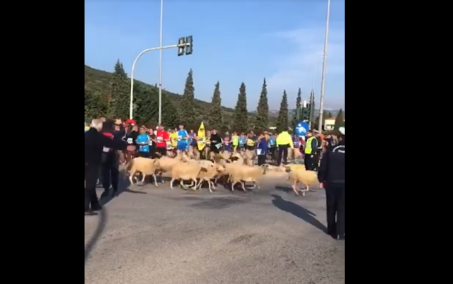 Επικό βίντεο: Βοσκός με πρόβατα «τρέχουν» μαζί με τους αθλητές του Μαραθωνίου - Φωτογραφία 1