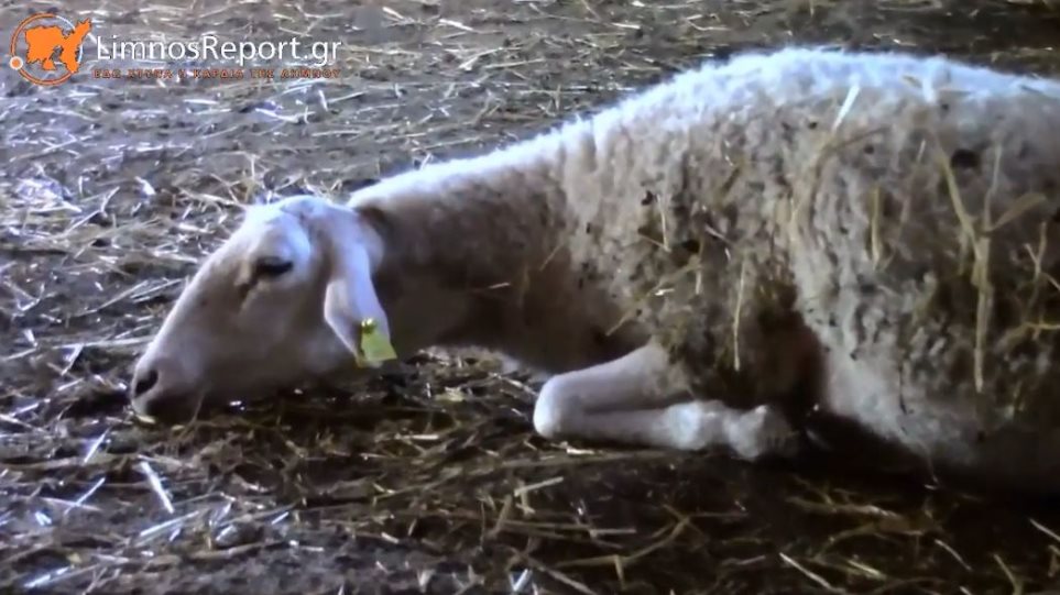 Ελάφια επιτέθηκαν και σκότωσαν πρόβατα στη Λήμνο - Φωτογραφία 1